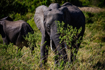 Obraz premium elephant in the savannah