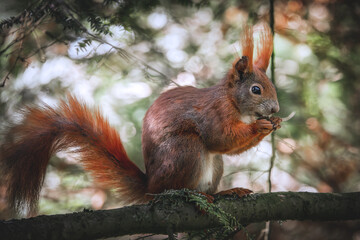 Fressendes Eichhörnchen im Baum