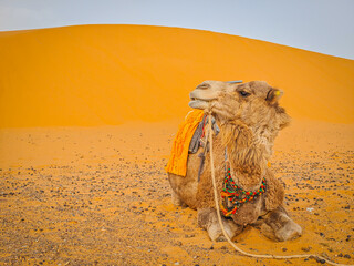 Camel laying and posing in the Sahara desert sand in Merzouga, Morocco. Animal rest moment