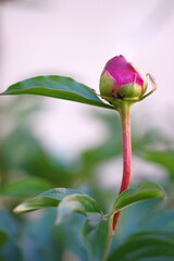 The red peony bud with its splendor and vibrant colors; close-up photography; Paeonia Anomala