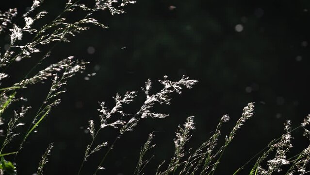  Lush Green Field in Backlit with vibrant grass and abundant pollen particles floating gently through the air. Spring Allergy Season Concept