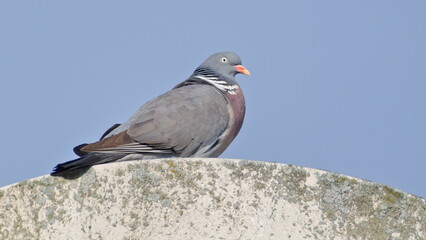 Common bird Columba palumbus aka Common Wood Pigeon. Perched on street lamp.