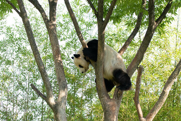 Obraz premium Playful Male Panda, Le Bao, Everland, Korea