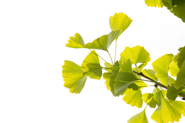 Beauty of Nature, Shape and form of Green Ginkgo leaves