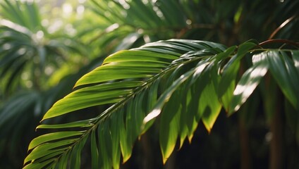 Natural Light Timelapse on a Palm Leafs Graceful Curve.
