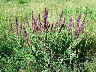 Salvia nemorosa flowers bloom on the lawn