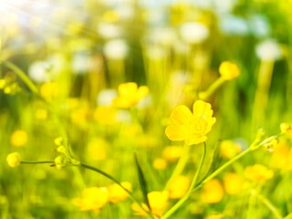 Morning dawn on a field with flowers