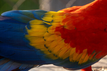 Fototapeta premium beautiful feather close-up of a scarlet macaw parrot bird