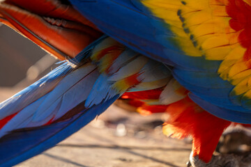 Obraz premium Scarlet macaw bird parrot Costa Rica paradise animal captured 