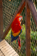 Scarlet macaw bird parrot Costa Rica paradise animal captured 