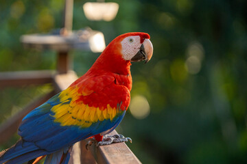 Scarlet macaw bird parrot Costa Rica paradise animal captured 