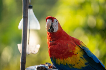 Scarlet macaw bird parrot Costa Rica paradise animal captured 
