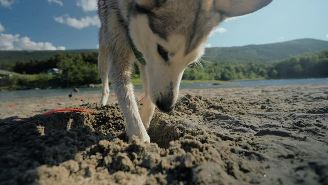 Cute young husky dog digs a hole in sand on a river beach in nature. Wide shot of dog play and have fun in the sand