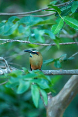 Turquoise browed Motmot bird tropical Costa Rica