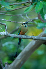 Turquoise browed Motmot bird tropical Costa Rica