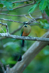 Turquoise browed Motmot bird tropical Costa Rica