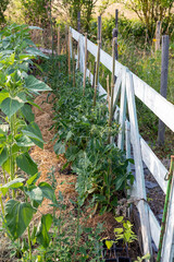 Rang de  tomate le long d'une palissade en bois ombragée par un rang de tournesol