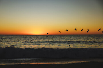 Pelicans flying over the ocean at sunset