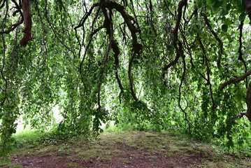 Hängebuche - Habitus in japanischem Garten in Düsseldorf
