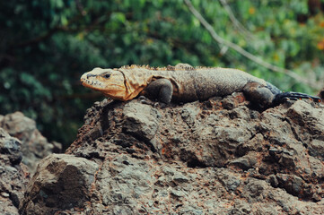 Iguana en la naturaleza sobre roca en el parque nacional de Manuel Antonio en Costa Rica. Lagarto con cabeza amarilla sobre roca.