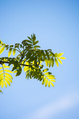 A branch of mountain ash