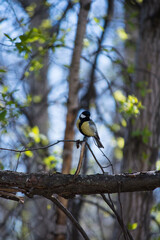 Titmouse