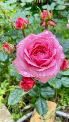 pink rose in garden