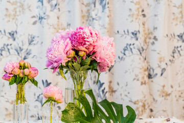 Pink peonies flowers in a transparent vase, monstera leaf.