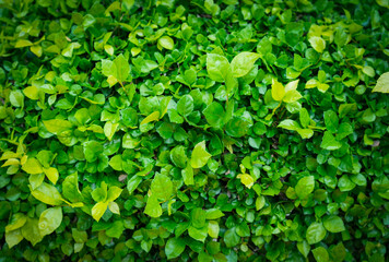 Empty green leaves field for environment or energy  background.Natural garden concept, leaves...