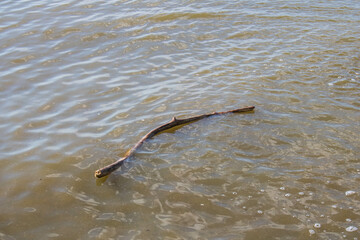 patyk w morzu  © Patryk