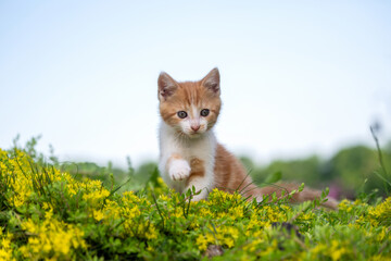 Yellow and white tabby kitten