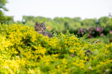 Cute tabby kitten outside laying down in yellow flowers
