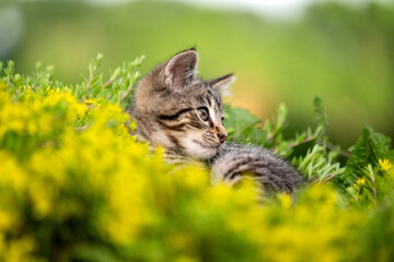 Fototapeta premium Cute tabby kitten outside laying down in yellow flowers