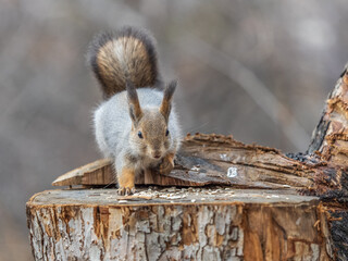 A squirrel sits on a stump and eats nuts in autumn.