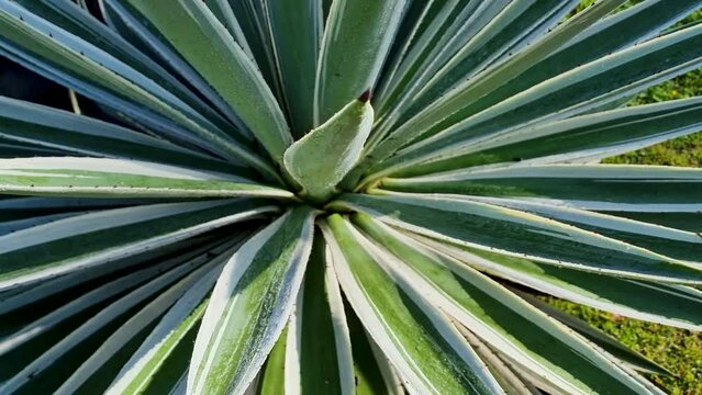 Panama, Boquete, Caribbean agave close up with sun
