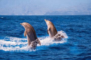 Obraz premium Bottle-nosed dolphin Tursiops truncatus jumping in mediterranean Sea in greece