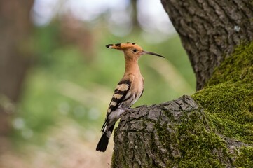 Eurasian Hoopoe or Common hoopoe (Upupa epops)