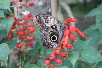 Butterfly at the Atitlan Natural Reserve, Panajachel, Lake Atitlan, Guatemala