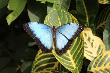 Butterfly at the Atitlan Natural Reserve, Panajachel, Lake Atitlan, Guatemala