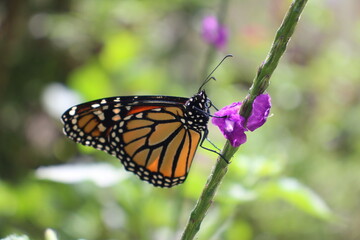 Butterfly at the Atitlan Natural Reserve, Panajachel, Lake Atitlan, Guatemala