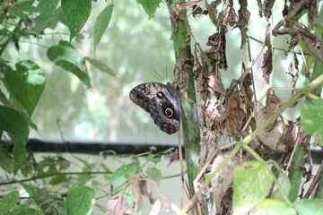 Butterfly at the Atitlan Natural Reserve, Panajachel, Lake Atitlan, Guatemala