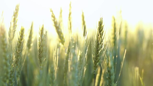 Authentic scenic wheat ears stem close-up. Sun rays and lens flares during gold hour sunset. Cinematic slow-motion of a healthy wheat field. Food production and agriculture concept