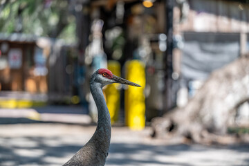 Obraz premium golf cart with woman driving