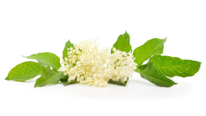 Bouquet of beautiful elderberry.