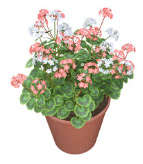 Pink and white Geranium flowers in terracotta pot. Image 12 of a collection of realistic 3D PNG illustrations.