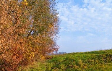 Autumn landscape with trees, beautiful rural meadow, pasture
