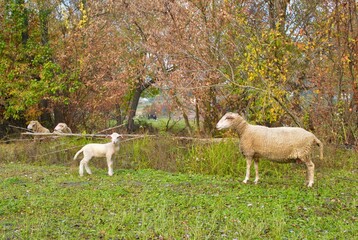 Autumnlandscape, sheep in the field, sheeps grazing in a field