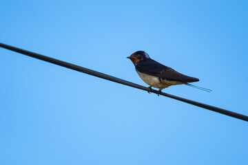 A Tiny Swallow is Walking on a Suspended Electric Cable in Early Spring