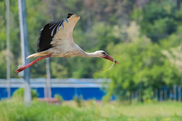 A White Stork is Gracefully Flying at Low Altitude Holding a Green Lizard in Its Beak