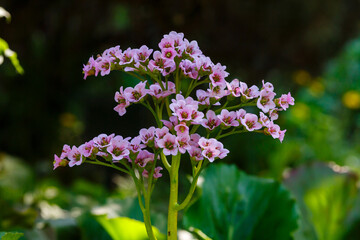 Blossom Bergenia cordifolia (Bergenia crassifolia, the badan, Siberian tea) in spring garden